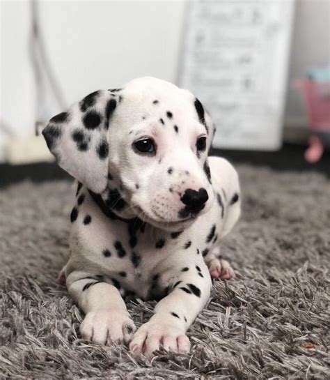 Ready 311 NOT FREE Dalmatian - general for sale - by owner. . Dalmatian puppies for sale florida craigslist